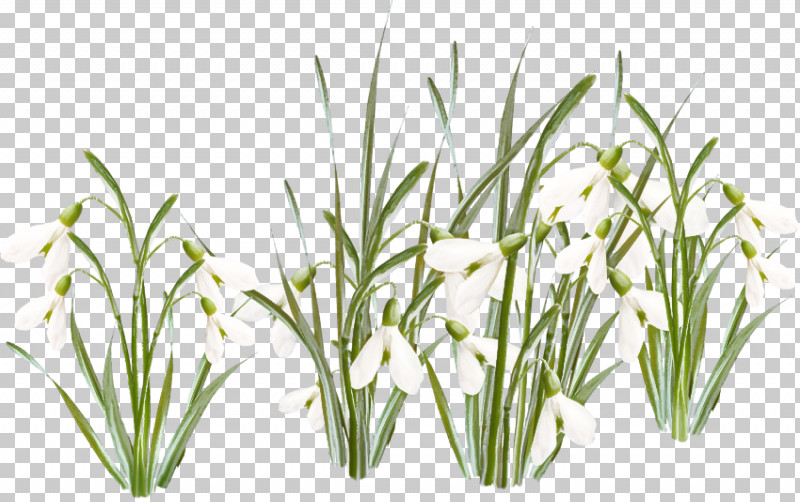 Plant Grass Flower Grass Family Leaf PNG, Clipart, Chives, Fines Herbes, Flower, Garlic Chives, Grass Free PNG Download