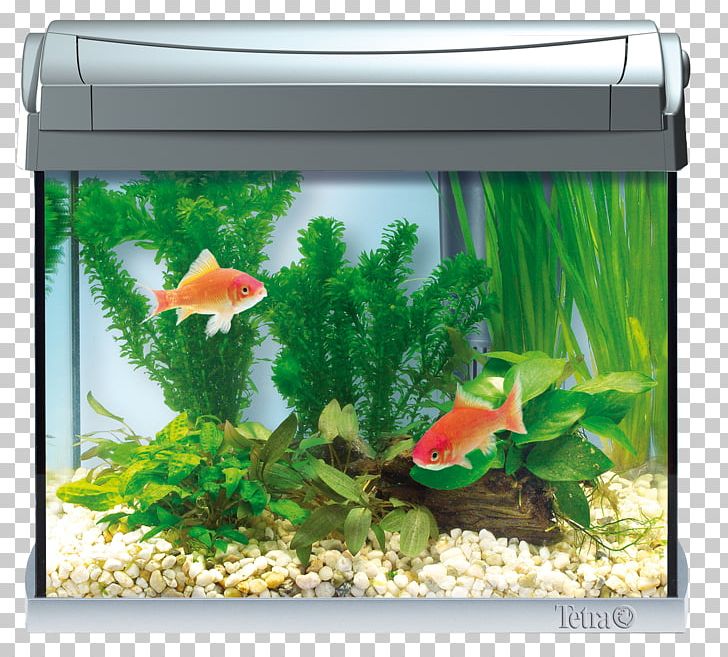 Goldfish Aquarium Tetra Fishkeeping Siamese Fighting Fish PNG, Clipart, Animal, Animals, Aquarium, Aquarium Decor, Aquatic Plant Free PNG Download