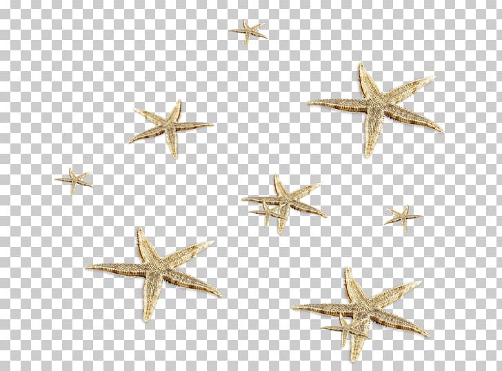 Starfish Animal PNG, Clipart, Abstract Material, Animal, Animals, Creative, Download Free PNG Download