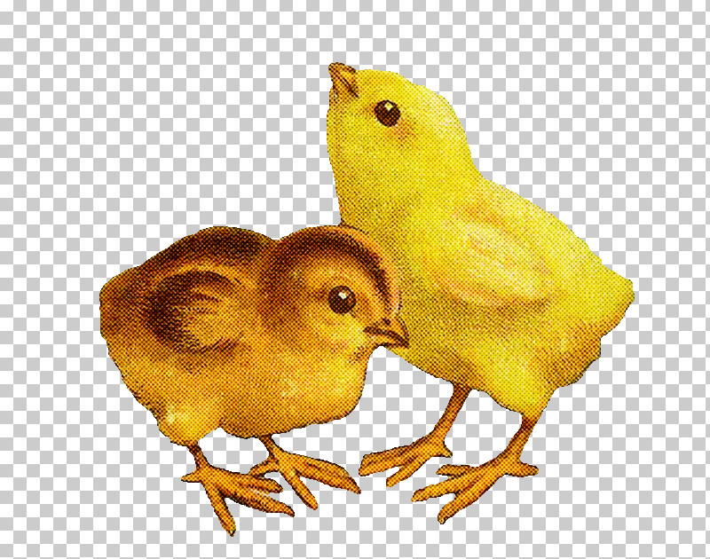 Bird Chicken Atlantic Canary Yellow Canary PNG, Clipart, Atlantic Canary, Beak, Bird, Canary, Chicken Free PNG Download