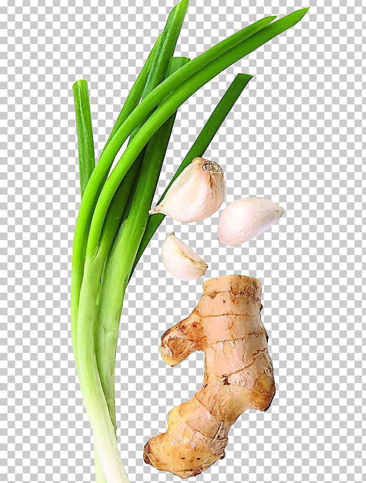 Allium Fistulosum Cong You Bing Ginger Garlic Vegetable PNG, Clipart, Allium Schoenoprasum Var Foliosum, Capsicum Annuum, Cartoon Garlic, Chili Garlic, Clay Pot Cooking Free PNG Download