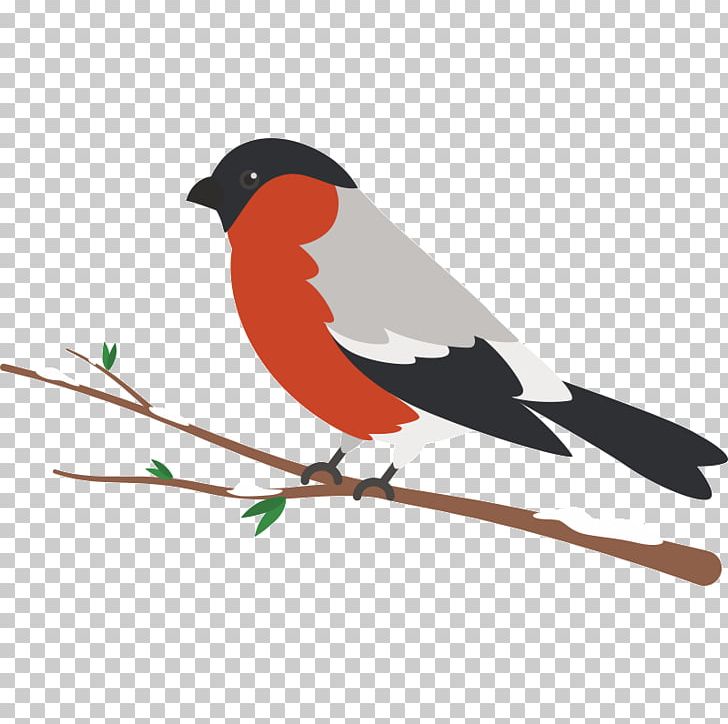 Bird Parrot PNG, Clipart, Animals, Beak, Bird, Branch, Download Free PNG Download