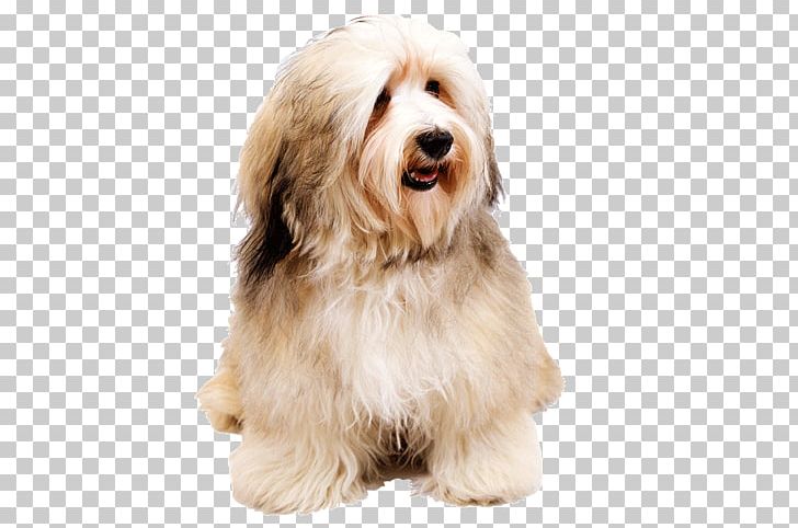 Havanese Dog Norwich Terrier Italian Greyhound Puppy Dog Breed PNG, Clipart, Animal, Animals, Bearded Collie, Breed, Carnivoran Free PNG Download