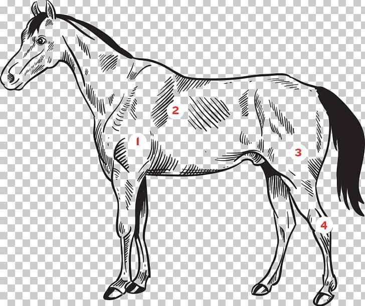 Mule Mustang Foal Stallion Calgary Stampede PNG, Clipart, Animal, Animal Figure, Colt, Drawing, Fictional Character Free PNG Download