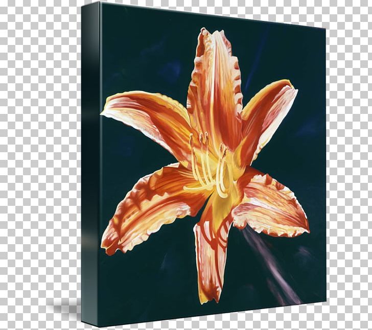 Orange Lily Tiger Lily Painting Artist Orange Day-lily PNG, Clipart, Acrylic Paint, Art, Artist, Canvas, Daylily Free PNG Download