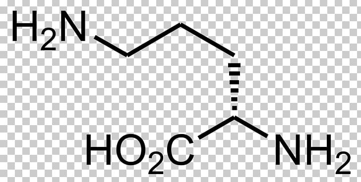 Ornithine Transcarbamylase Arginine Amino Acid Beta-Methylamino-L-alanine PNG, Clipart, Amino Acid, Angle, Area, Arginase, Arginine Free PNG Download