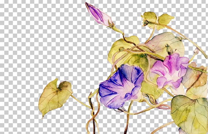 Petal Japanese Morning Glory Illustration Design PNG, Clipart, Branch, Flora, Floral Design, Flower, Flowering Plant Free PNG Download