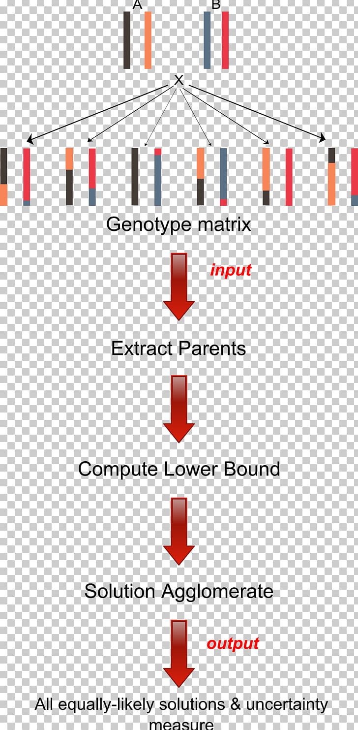 Haplotype Genotype Genetics Allele PNG, Clipart, Allele, Angle, Area, Chromosome, Codominance Free PNG Download