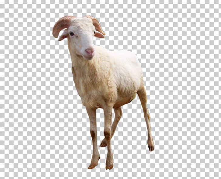 Sheep Goat Terrestrial Animal Snout PNG, Clipart, Animal, Animals, Cancel, Cow Goat Family, Goat Free PNG Download