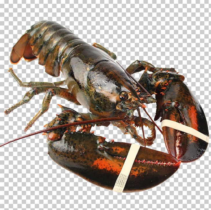 American Lobster Crab Palinurus Seafood PNG, Clipart, Animal Source Foods, Arthropod, Boston Lobster, Caladero, Canada Imports Free PNG Download