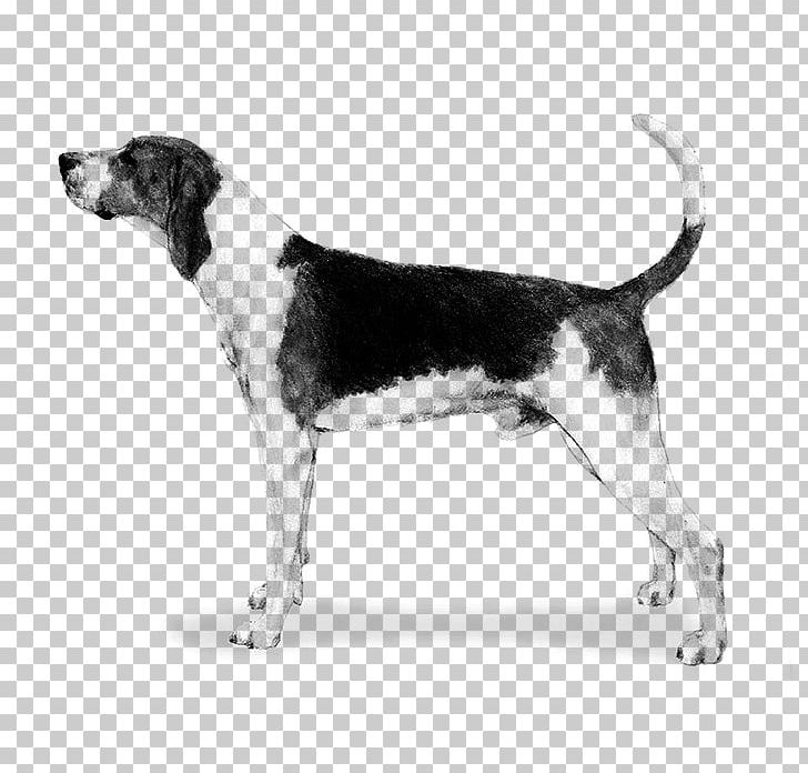 Harrier Treeing Walker Coonhound English Foxhound American Foxhound Grand Anglo-Français Tricolore PNG, Clipart, Beagle, Beagleharrier, Beagle Harrier, Black And Tan Coonhound, Bluetick Coonhound Free PNG Download