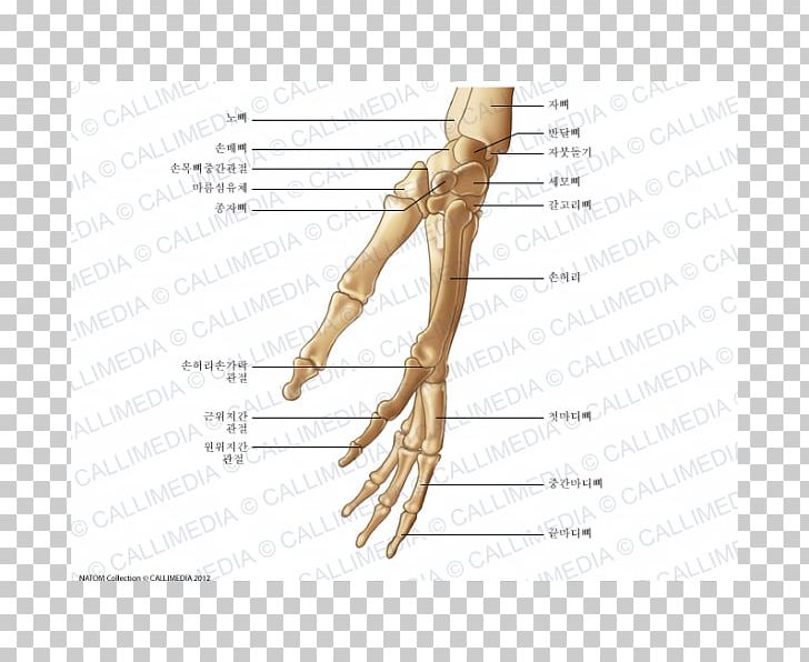 Thumb Bone Huesos De La Mano Hand Anatomy PNG, Clipart, Abdomen, Anatomical Terms Of Location, Anatomy, Angle, Arm Free PNG Download