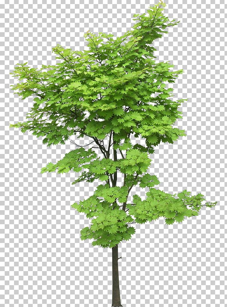 Tree Maple Landscape Elm PNG, Clipart, Acer Oliverianum Var Nakaharai, Bonsai, Branch, Cowboy Watercolor, Desktop Wallpaper Free PNG Download