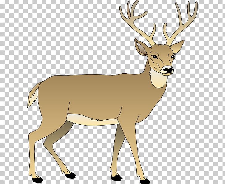 White-tailed Deer PNG, Clipart, Antelope, Antler, Bay Cliparts Animated, Clip Art, Deer Free PNG Download