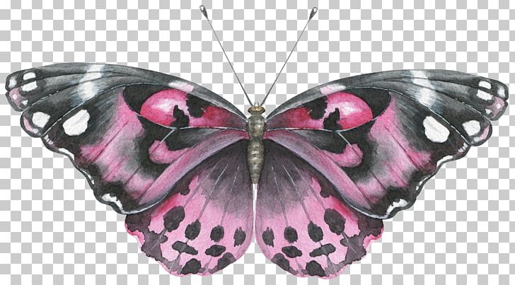 Butterfly Nymphalidae PNG, Clipart, Antenna, Arthropod, Black, Blue, Brush Footed Butterfly Free PNG Download