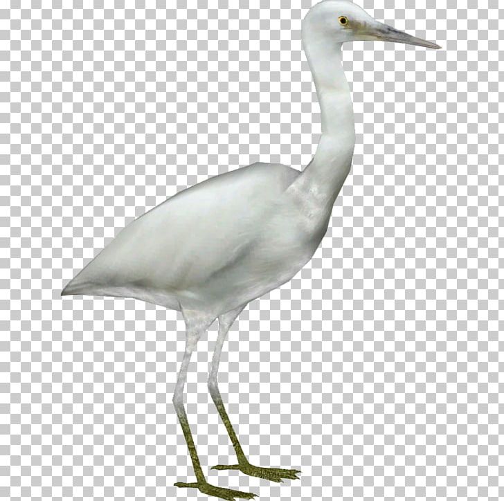 Great Egret Crane Heron Bird PNG, Clipart, Beak, Bird, Cattle Egret, Ciconiiformes, Crane Free PNG Download