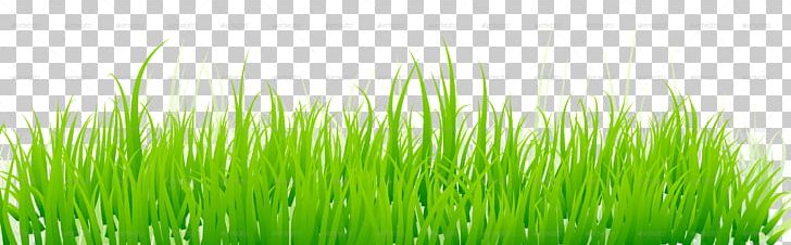 Lawn Green PNG, Clipart, Art, Chrysopogon Zizanioides, Commodity, Computer Wallpaper, Drawing Free PNG Download