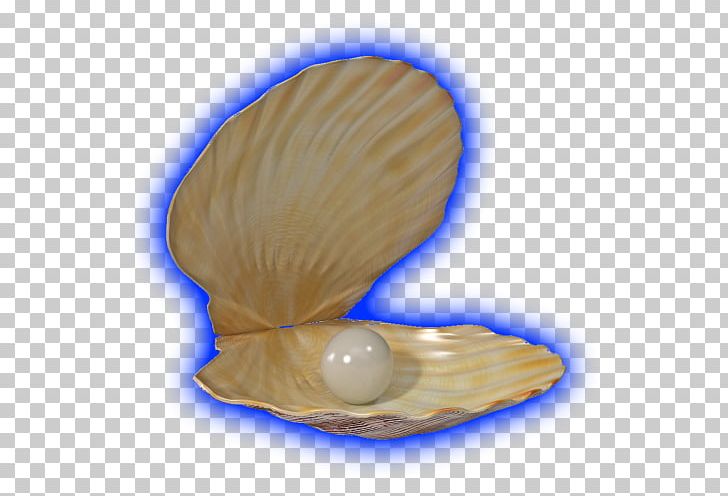 Clam Cockle Mussel Oyster Seashell PNG, Clipart, Animals, Clam, Clams Oysters Mussels And Scallops, Cobalt Blue, Cockle Free PNG Download