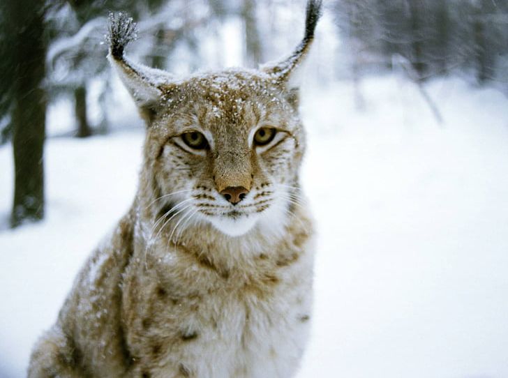 Eurasian Lynx Felidae Cat Kitten Canada Lynx PNG, Clipart, Animal, Animals, Big Cat, Bobcat, Canada Lynx Free PNG Download