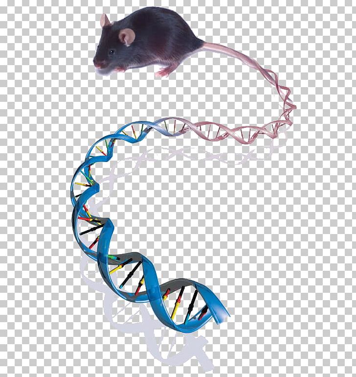 Mouse Genetics Mouse Genetics Genome Biology PNG, Clipart, Animals, Biology, Dna, Gene, Genetics Free PNG Download