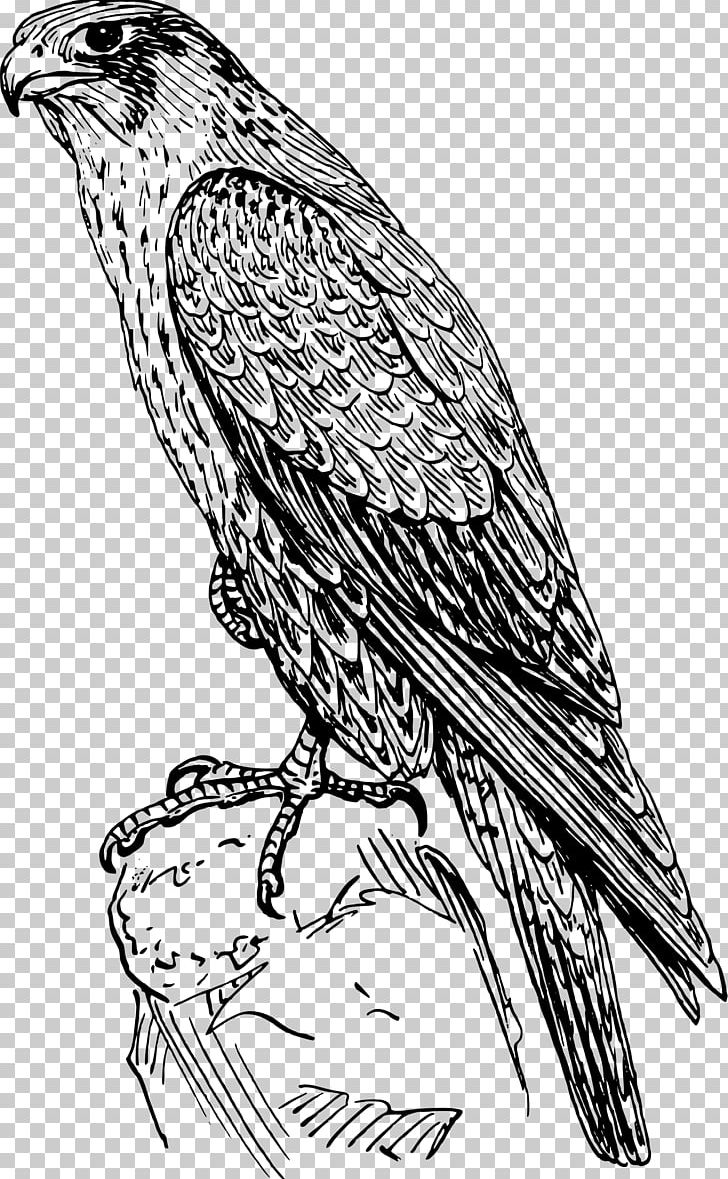Peregrine Falcon Drawing PNG, Clipart, Animals, Art, Artwork, Bald Eagle, Beak Free PNG Download