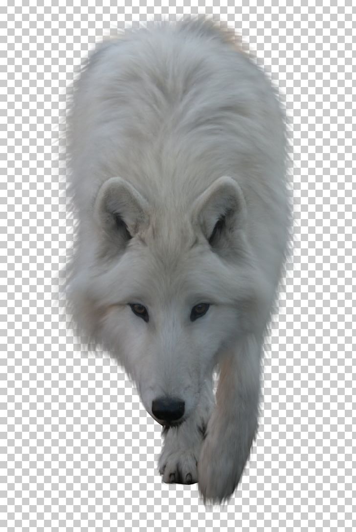 Arctic Wolf PNG, Clipart, Animals, Arctic Fox, Arctic Wolf, Black Wolf, Canis Lupus Tundrarum Free PNG Download