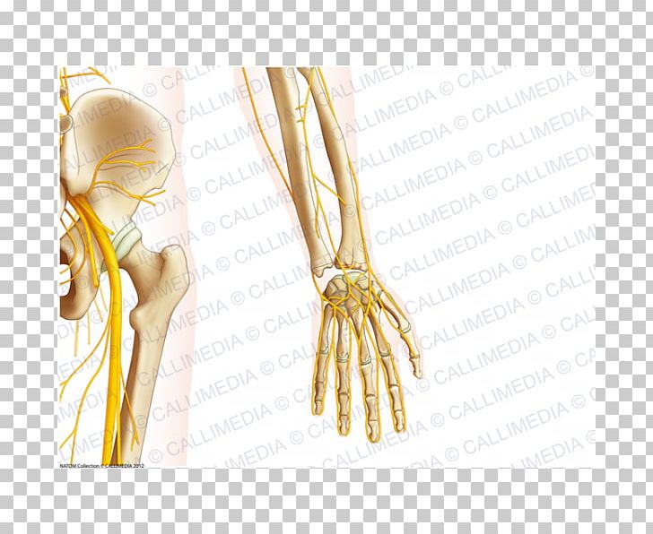 Finger Organism Nerve PNG, Clipart, Arm, Finger, Hand, Joint, Nerve Free PNG Download