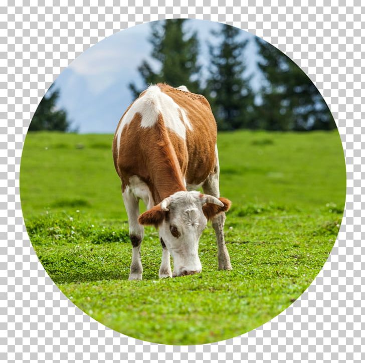 Hydrolyzed Collagen Cattle Shutterstock Eating PNG, Clipart, Calf, Cattle, Cattle Like Mammal, Collagen, Cow Goat Family Free PNG Download