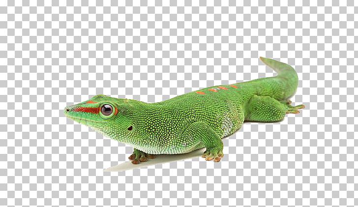 Reptile Chameleons Lizard PNG, Clipart, Animal, Animation, Anime Character, Anime Eyes, Anime Girl Free PNG Download