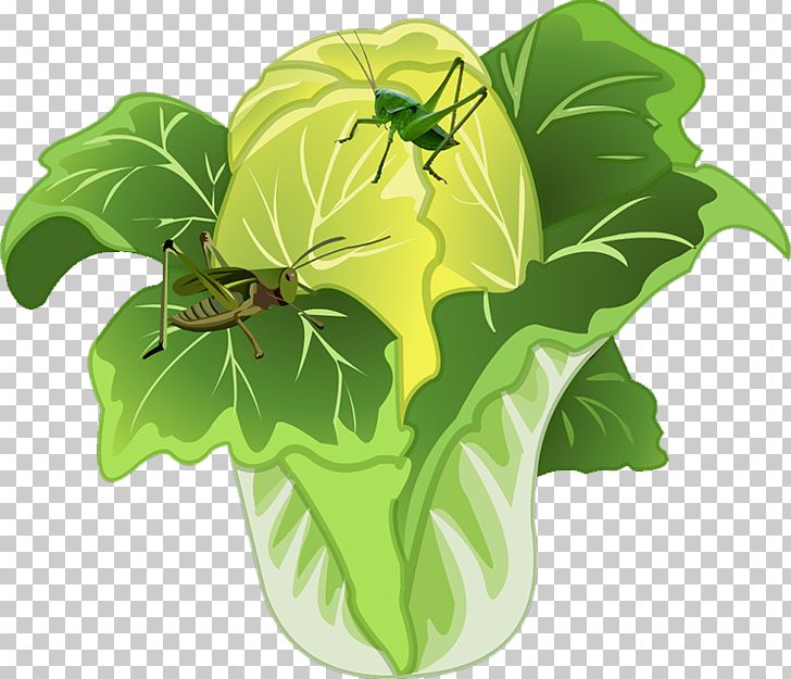 Chinese Cabbage Food PNG, Clipart, Cabbage, Chinese, Chinese Border, Chinese Cabbage, Chinese Dragon Free PNG Download