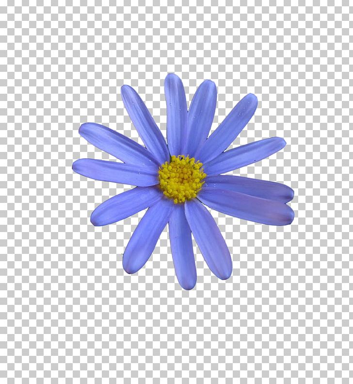 Color Craft Pattern PNG, Clipart, Aster, Bag, Blue, Blue Flower, Chrysanths Free PNG Download