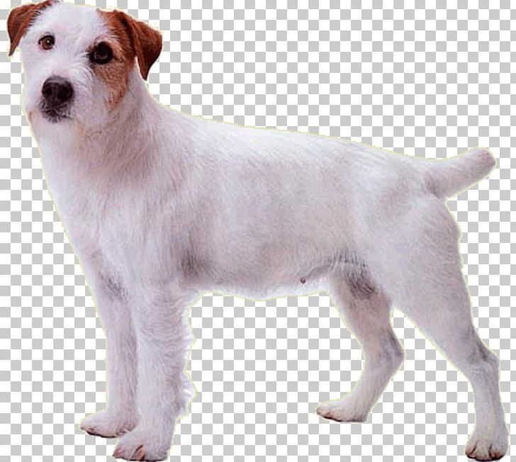 Jack Russell Terrier Parson Russell Terrier Dog Breed Rare Breed (dog) Puppy PNG, Clipart, Animals, Carnivoran, Companion Dog, Dog, Dog Breed Free PNG Download