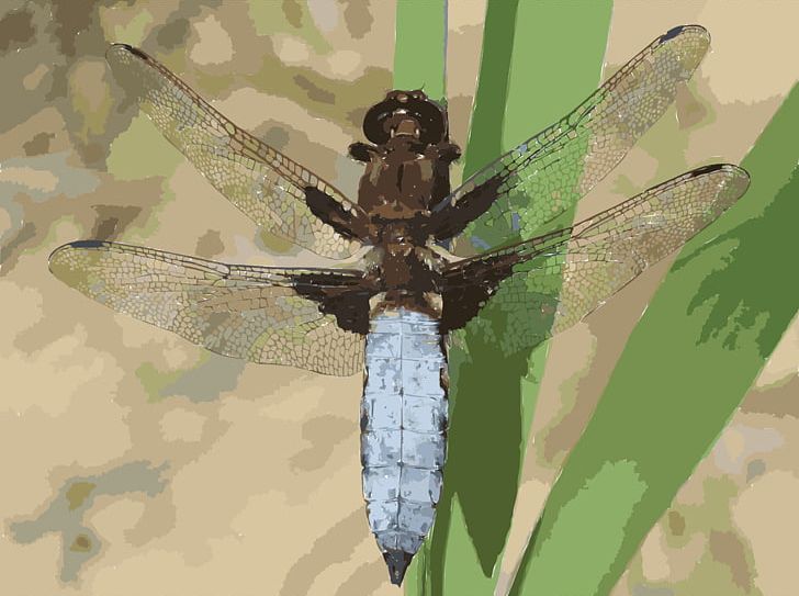 Libellula Depressa Insect Celithemis Erythemis Simplicicollis Blue Dasher PNG, Clipart, Arthropod, Blue Dasher, Brachymesia, Celithemis, Dragonflies And Damseflies Free PNG Download