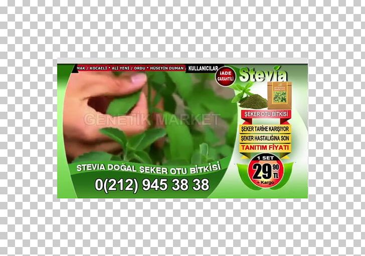 Candyleaf Stevia Plant Sugar Health PNG, Clipart, Advertising, Brand, Candy, Diabetes Mellitus, Disease Free PNG Download