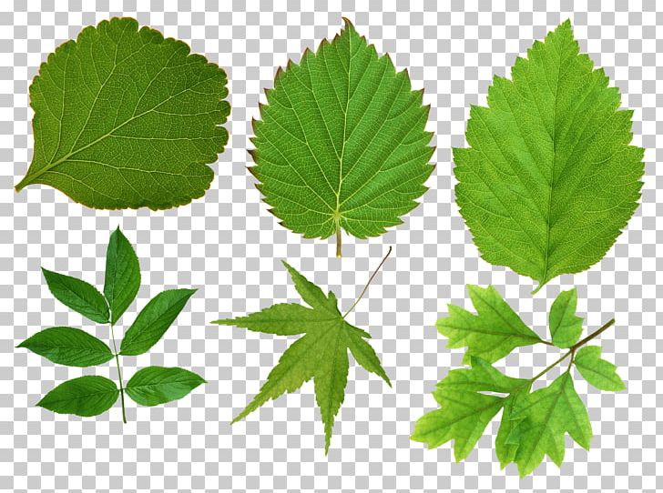 Leaf Green PNG, Clipart, Animal, Autumn Leaf Color, Beauty, Color, Food Free PNG Download