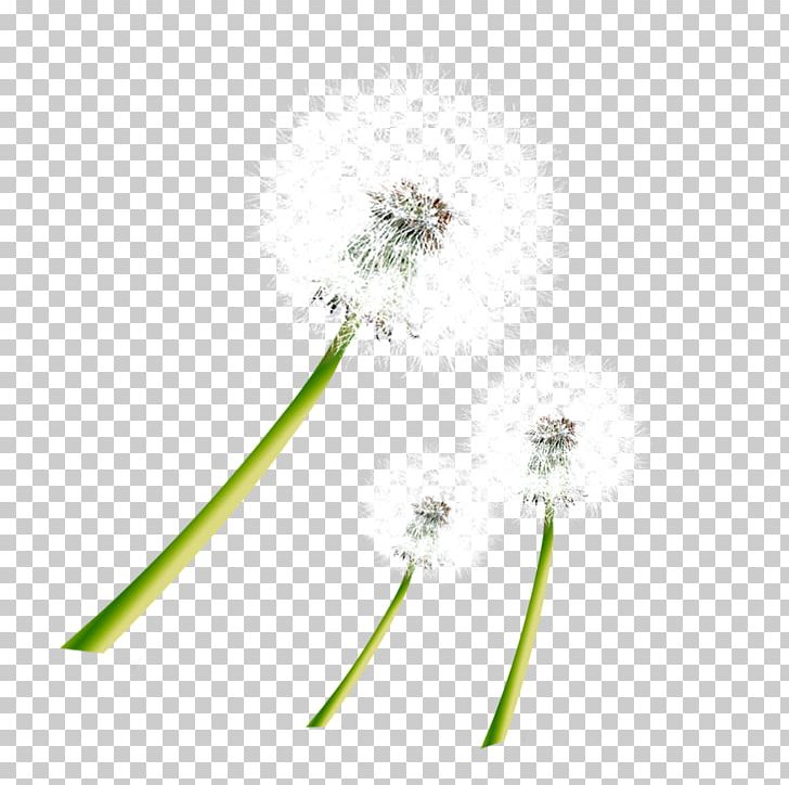 Taraxacum Coreanum Dandelion Pattern PNG, Clipart, Black White, Dandelion, Flora, Flower, Flowers Free PNG Download