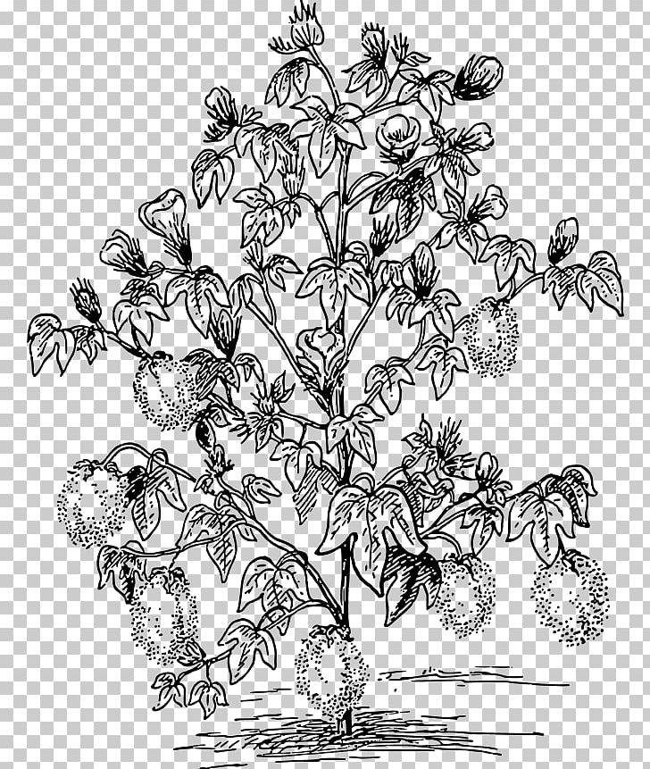 Cotton Plant PNG, Clipart, Artwork, Black And White, Branch, Cotton, Cotton Plant Drawing Free PNG Download