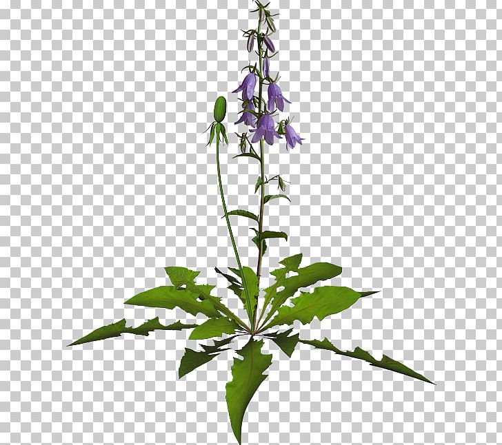 Flower Purple Violet PNG, Clipart, Bellflower Family, Encapsulated Postscript, Flower, Flower Bouquet, Flowering Plant Free PNG Download