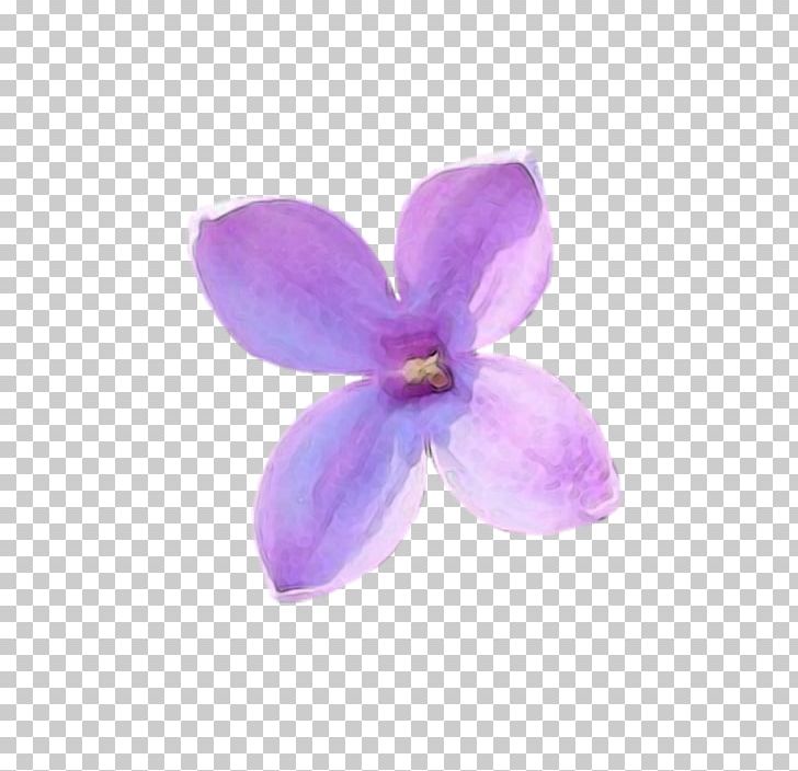 Lilac Petal Violet Flower Lilium PNG, Clipart, 11 Flowers, Author, Flower, Lavender, Leylak Free PNG Download