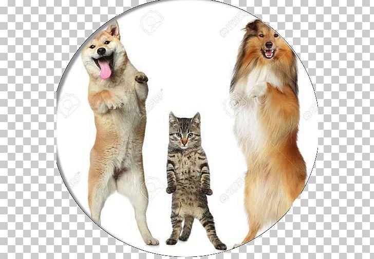 Shiba Inu Akita German Shepherd Shetland Sheepdog Puppy PNG, Clipart, Akita, Animals, Border Collie, Cat Like Mammal, Dog Breed Free PNG Download