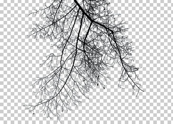 Branch Deco Up Light PNG, Clipart, Bushes And Branches, Nature Free PNG Download