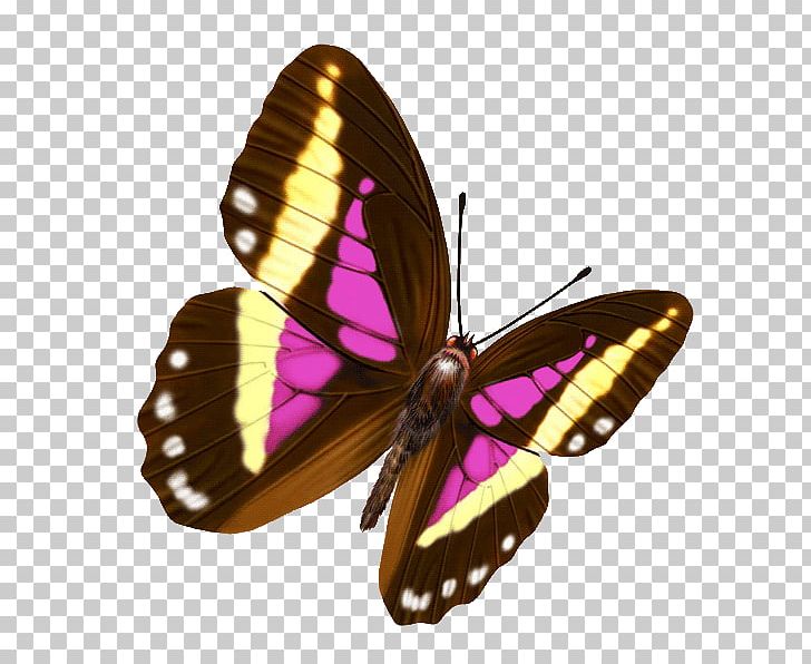 Butterfly 新浪博客 Color Blog Photography PNG, Clipart, Animaatio, Animal, Arthropod, B 52, Blog Free PNG Download