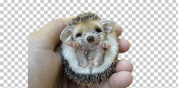 Hedgehog Flipped Over PNG, Clipart, Animals, Hedgehogs Free PNG Download