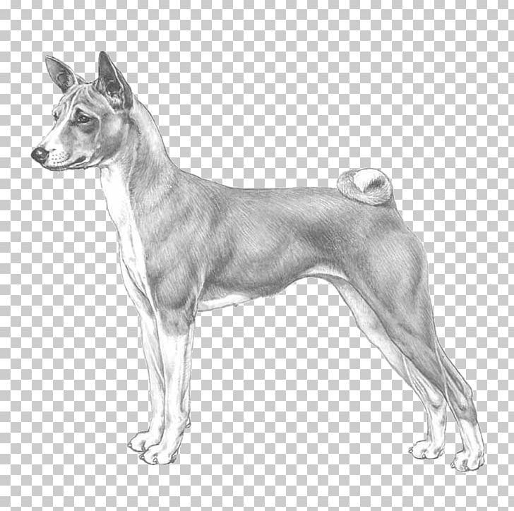 Italian Greyhound Basenji Whippet Dog Breed Old English Terrier PNG, Clipart, About, Ancient Dog Breeds, Basenji, Basset Hound, Black And White Free PNG Download
