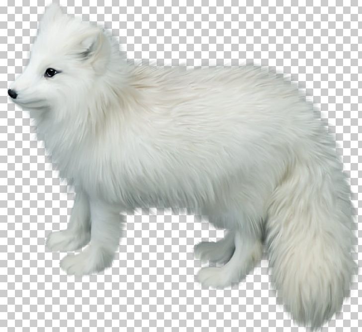 Arctic Fox Gray Wolf PNG, Clipart, Animal, Animals, Background White, Black White, Carnivoran Free PNG Download