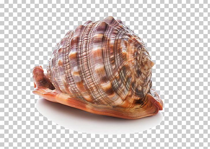 Cockle Seashell Stock Photography PNG, Clipart, Animal Product, Animal Source Foods, Aquatic, Aquatic Product, Beach Free PNG Download