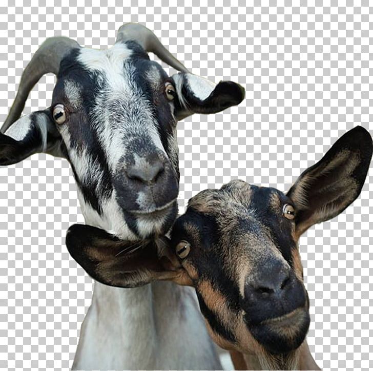 Goat Milk Goat Milk Goat Farming Cattle PNG, Clipart, Animals, Cattle, Cattle Like Mammal, Cow Goat Family, Farm Free PNG Download