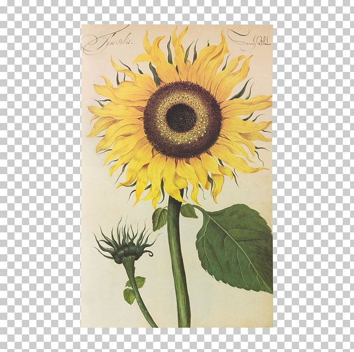 Hortus Amoenissimus : Omnigenis Floribus PNG, Clipart, Aboca Museum, Common Sunflower, Daisy Family, Drawing, Ean Free PNG Download
