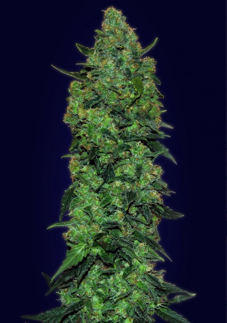 Skunk Mass Seed Autoflowering Cannabis PNG, Clipart, Animals, Autoflowering Cannabis, Cannabis, Cannabis Cultivation, Cannabis Ruderalis Free PNG Download