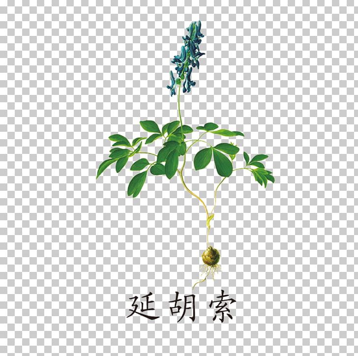 Traditional Chinese Medicine PNG, Clipart, Achyranthes Bidentata, Botany, Branch, Chi, Chinese Free PNG Download